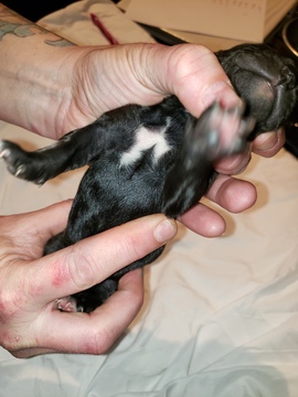 Medium Photo #3 German Shorthaired Pointer-Golden Labrador Mix Puppy For Sale in AMES, IA, USA