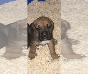Cane Corso Puppy for sale in GIG HARBOR, WA, USA