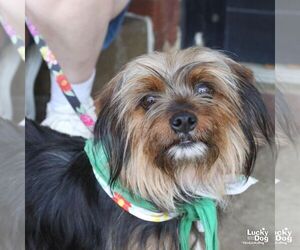 Mutt Dogs for adoption in Washington, DC, USA