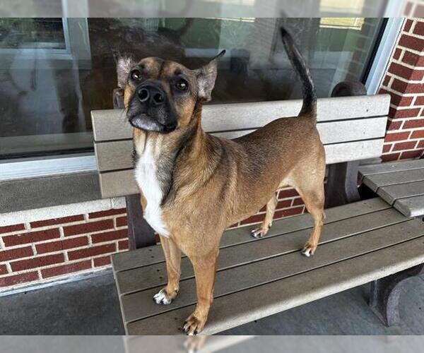 Medium Photo #2 German Shepherd Dog-Unknown Mix Puppy For Sale in Grand Prairie, TX, USA