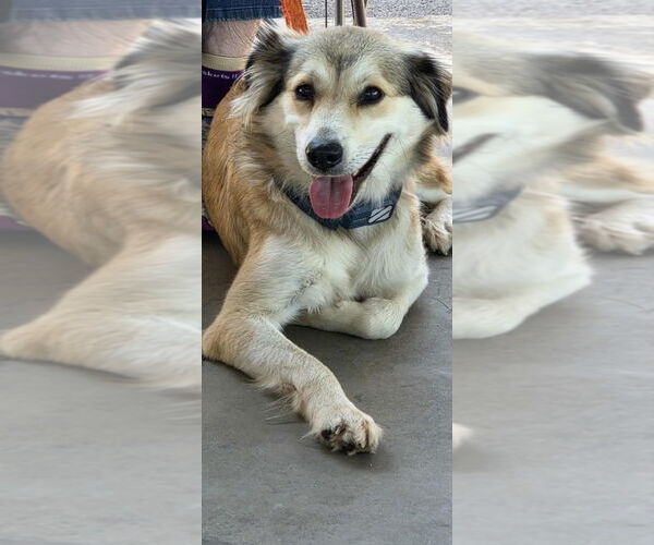 Medium Photo #1 Collie-Unknown Mix Puppy For Sale in Cromwell, KY, USA