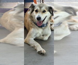 Collie-Unknown Mix Dogs for adoption in Cromwell, KY, USA