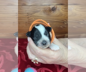 Schnauzer (Miniature) Puppy for sale in BIG CABIN, OK, USA