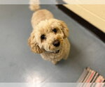 Small #1 Poochon