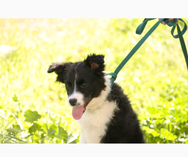Medium Photo #29 Australian Shepherd Puppy For Sale in ACTON, CA, USA