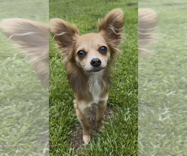 Medium Photo #6 Chihuahua Puppy For Sale in Allentown,, PA, USA