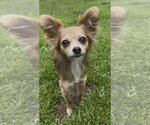 Small #5 Chihuahua