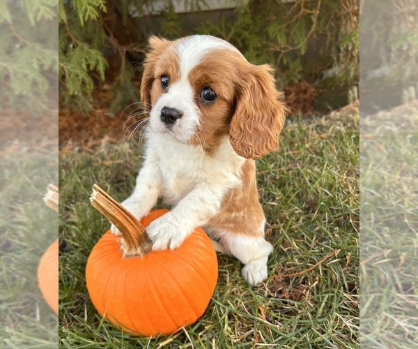 Medium Photo #2 Cavalier King Charles Spaniel Puppy For Sale in MIDDLEBURY, IN, USA