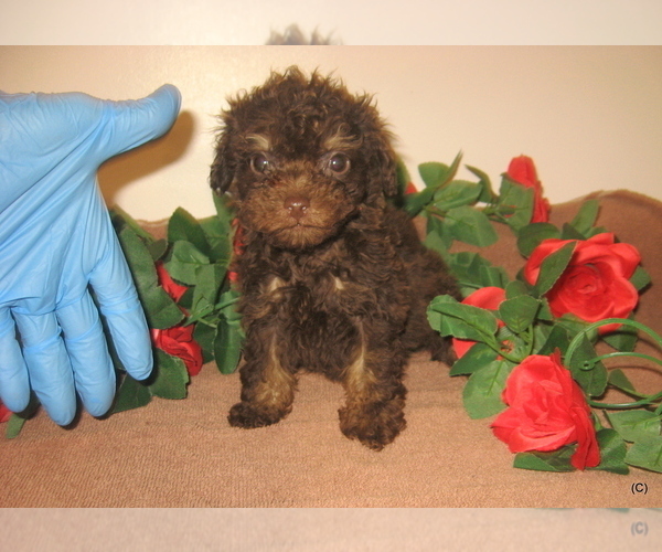 Medium Photo #1 Poodle (Toy) Puppy For Sale in BAKERSFIELD, CA, USA