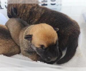 Plott Hound-Unknown Mix Dogs for adoption in Houston, TX, USA
