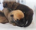 Small Plott Hound Mix