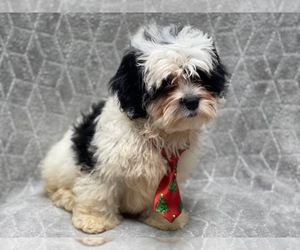 Lhasa-Poo Puppy for sale in LAKELAND, FL, USA