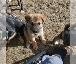 Cleo (Pup 1 GREEN) - Female Huskies -Unknown Mix Dog for Adoption - Photo #2