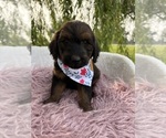 Puppy Papeika Goldendoodle