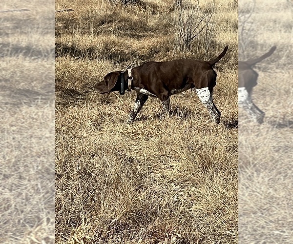 Medium Photo #1 German Shorthaired Pointer Puppy For Sale in WORLAND, WY, USA