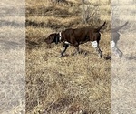Small Photo #1 German Shorthaired Pointer Puppy For Sale in WORLAND, WY, USA