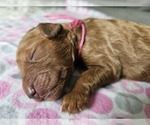 Puppy Puppy 9 Goldendoodle mix (+ Poodle Standard)