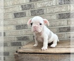 Small #3 French Bulldog