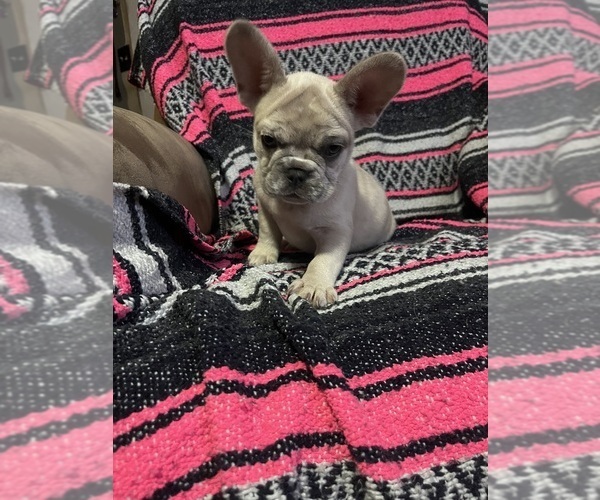 Medium Photo #18 French Bulldog Puppy For Sale in MICANOPY, FL, USA