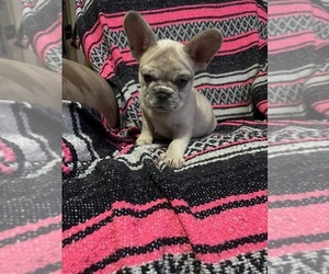 Medium French Bulldog