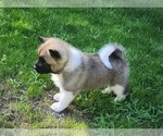 Small Photo #3 Akita Puppy For Sale in LAKEBAY, WA, USA