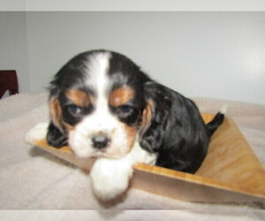Cavalier King Charles Spaniel Puppy for sale in KOKOMO, IN, USA