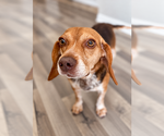 Small Photo #18 Beagle Puppy For Sale in Dunnellon, FL, USA