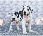 Puppy Chester Great Dane