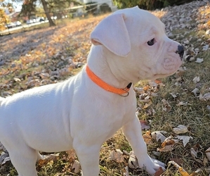 American Bulldog Puppy for sale in WEST GROVE, PA, USA