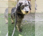 Small #3 Shih Tzu Mix