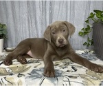 Small Photo #2 Labrador Retriever Puppy For Sale in GREENWOOD, IN, USA