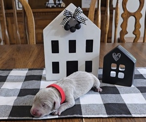 Weimaraner Puppy for sale in NEWCASTLE, OK, USA