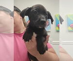 Small #10 Huskies -Labrador Retriever Mix