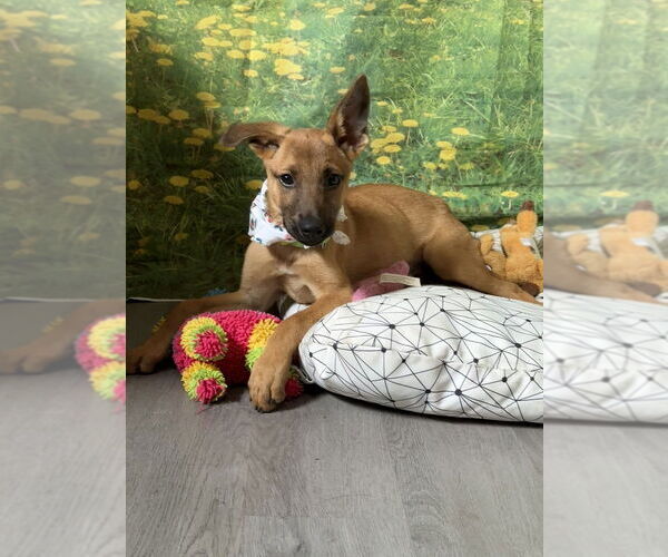 Medium Photo #2 German Shepherd Dog-Unknown Mix Puppy For Sale in San Leon, TX, USA
