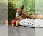 Small #1 German Shepherd Dog Mix