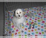 Small #1 Cavapoo-Poodle (Miniature) Mix