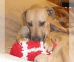 Small #8 Anatolian Shepherd-Labrador Retriever Mix
