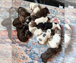 Small #9 Goldendoodle