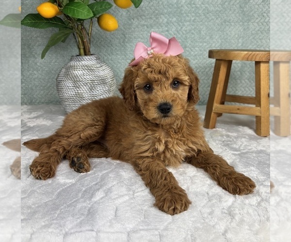 Medium Photo #4 Goldendoodle (Miniature) Puppy For Sale in FRANKLIN, IN, USA