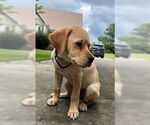 Small #17 Labrador Retriever Mix