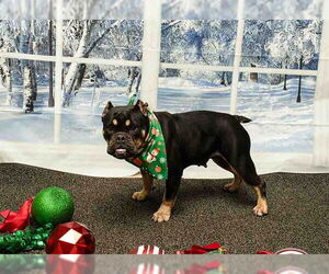 Bulldog Dogs for adoption in Sanford, FL, USA