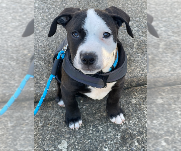 Medium Photo #25 American Pit Bull Terrier-Labrador Retriever Mix Puppy For Sale in Brewster, NY, USA
