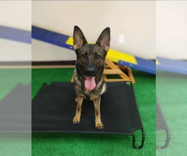 Medium Photo #2 German Shepherd Dog Puppy For Sale in garner, NC, USA