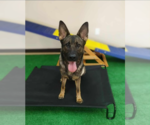 Small #1 German Shepherd Dog