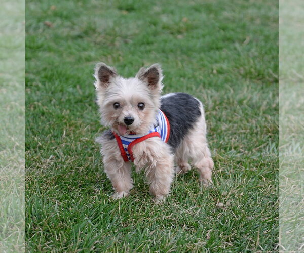 Medium Photo #12 Mutt Puppy For Sale in Gretna, NE, USA