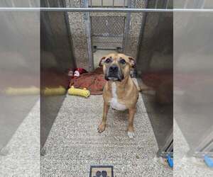 Mutt Dogs for adoption in Martinsburg, WV, USA