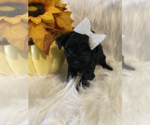 Morkie Puppy for sale in BEECH GROVE, IN, USA
