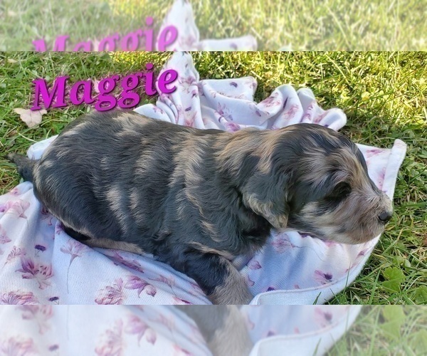 Medium Photo #5 Aussiedoodle Puppy For Sale in ATHENS TOWNSHIP, PA, USA