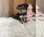 Small Photo #3 Yorkshire Terrier Puppy For Sale in FENTON, MI, USA