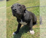 Small #2 Bulldog-Labrador Retriever Mix